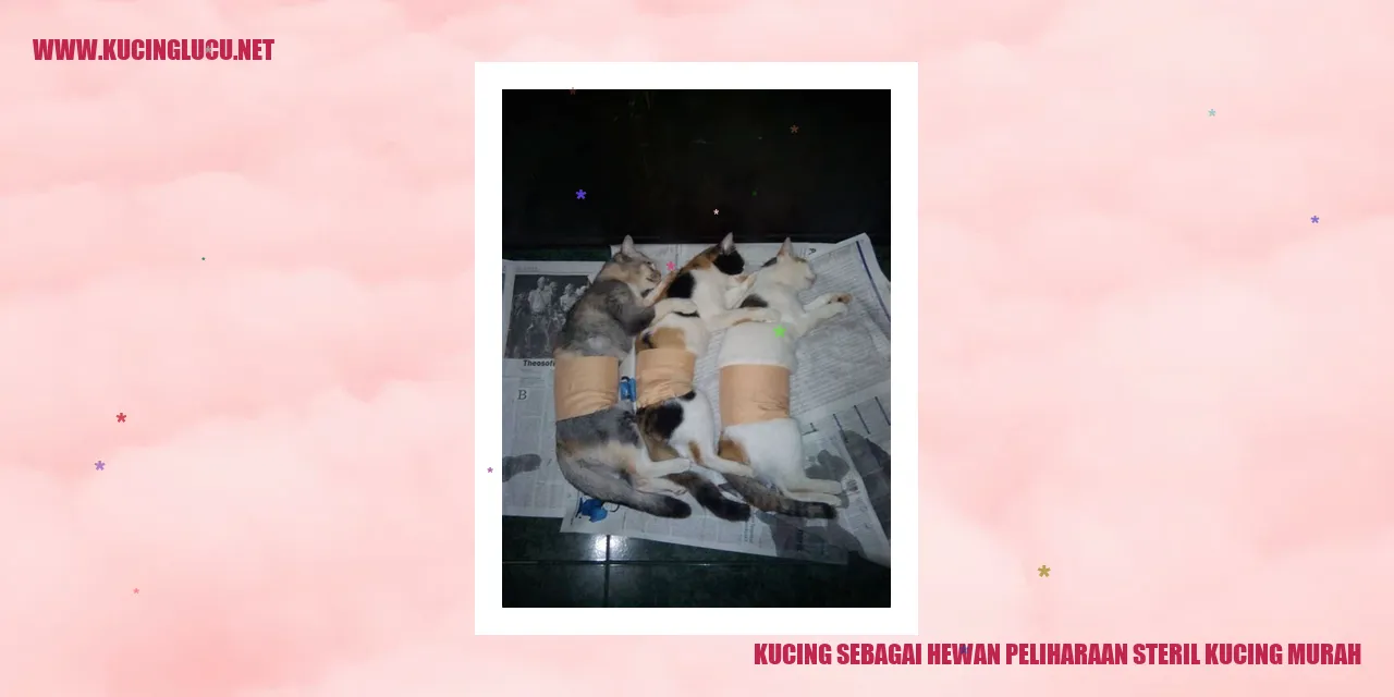 Kucing sebagai Hewan Peliharaan steril kucing murah