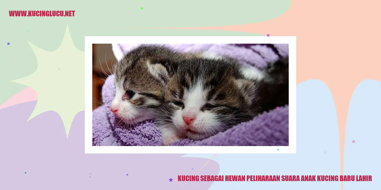 Anak kucing baru lahir