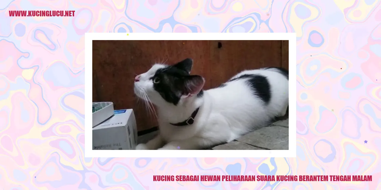 Suara Kucing Berantem Tengah Malam