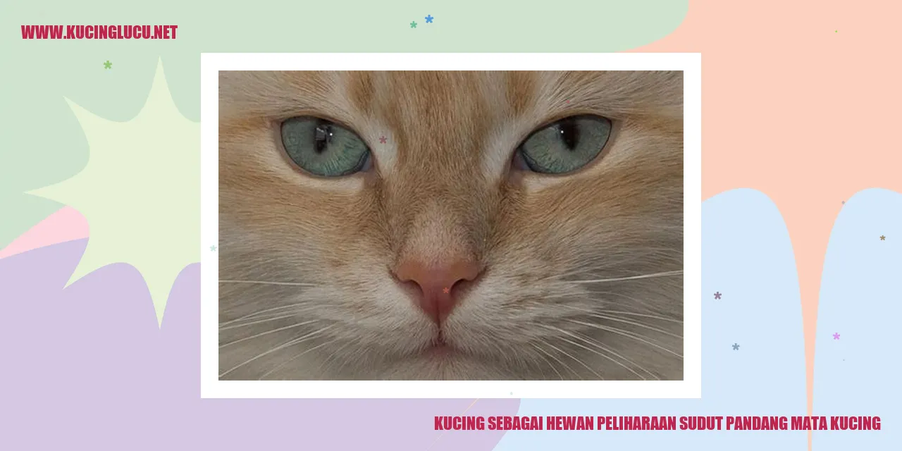 Gambar kucing lucu