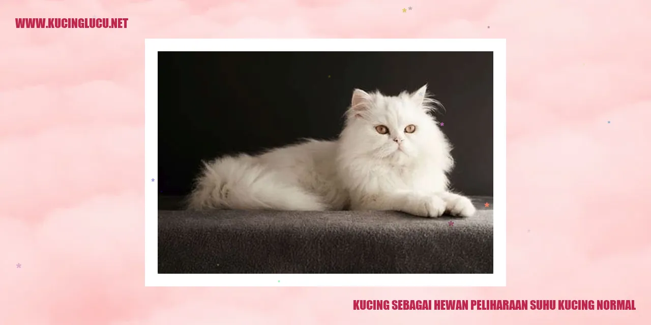 Gambar kucing dalam keadaan sehat