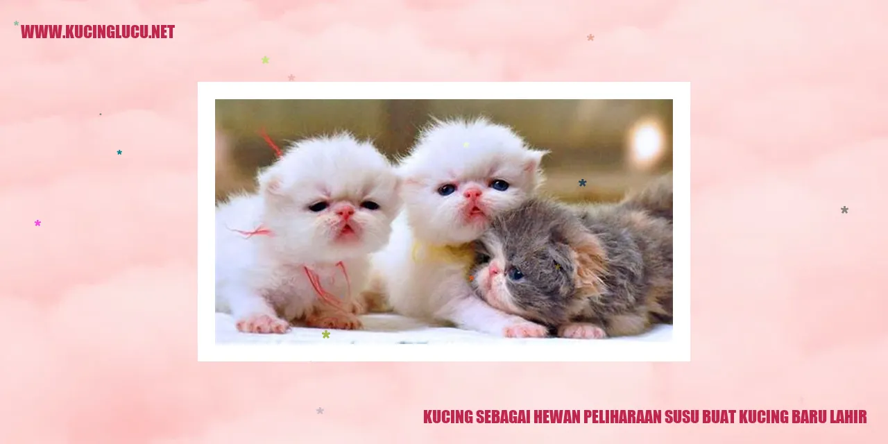 Gambar kucing barulahir