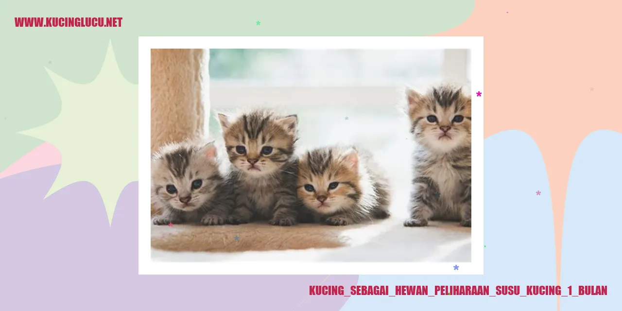 kucing lucu