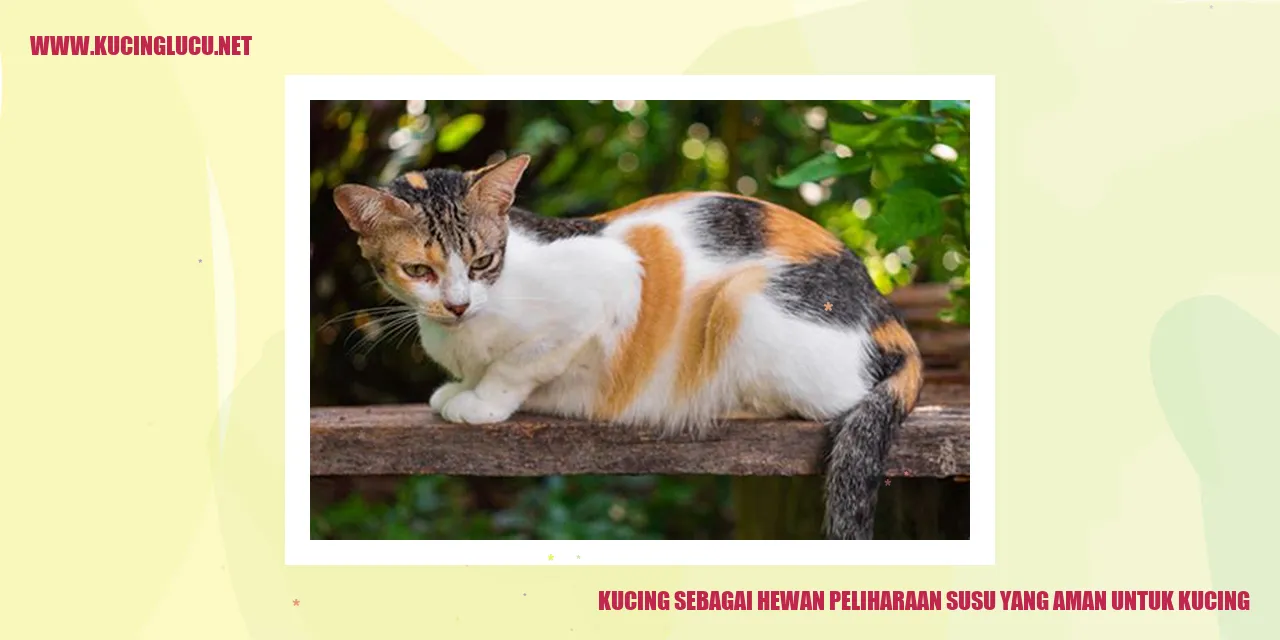 kucing susu