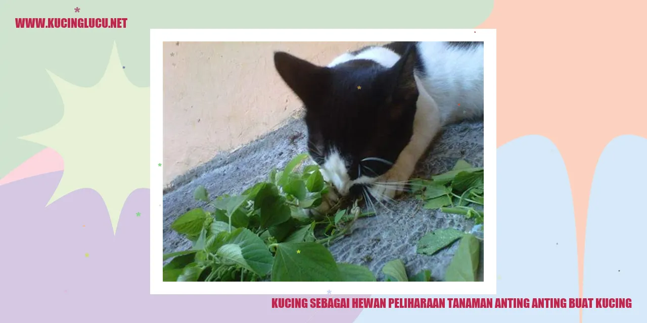 Kucing menyukai tanaman anting anting