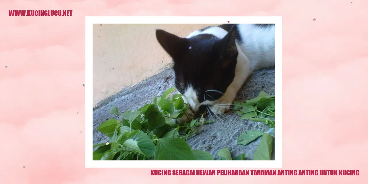 Gambar kucing yang sedang bermain dengan tanaman anting anting