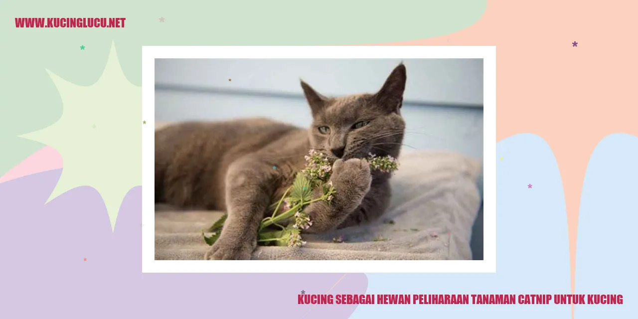 Kucing dan Tanaman Catnip