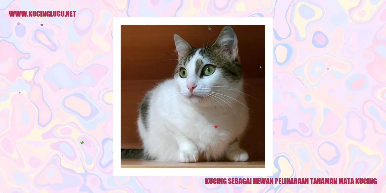 Kucing sebagai Hewan Peliharaan tanaman mata kucing