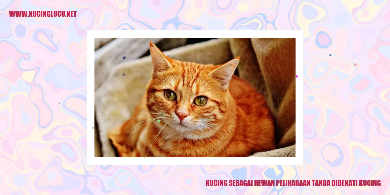 kucing yang menggemaskan