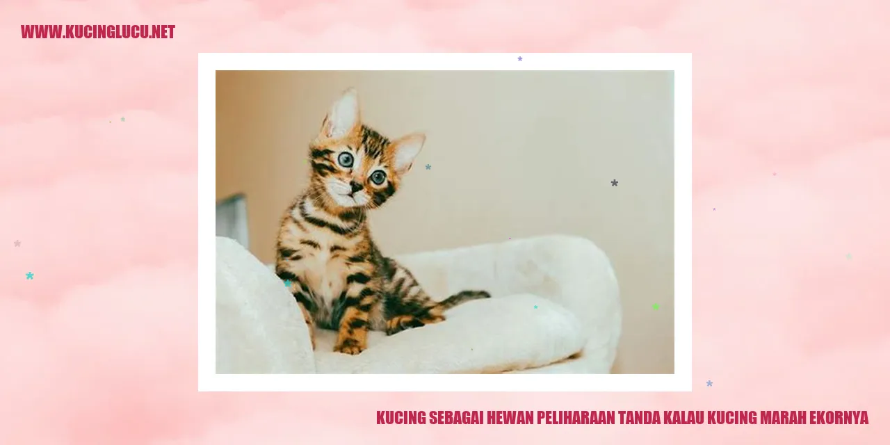 Kucing marah