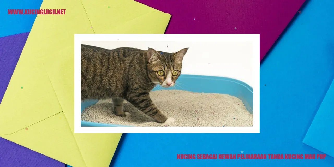 Kucing Menunjukkan Tanda Ingin Pup