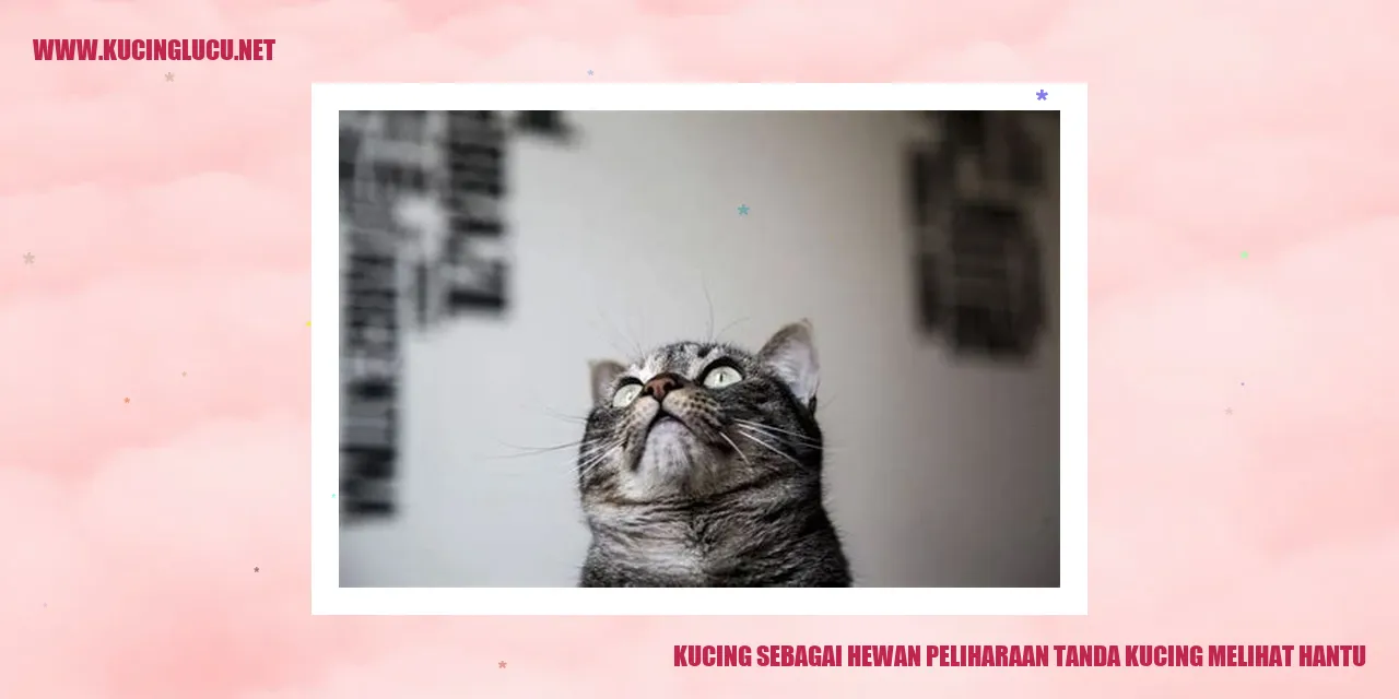 Kucing melihat hantu