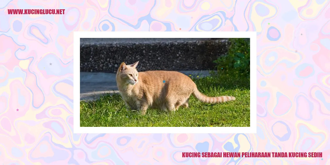 Gambar kucing sedih