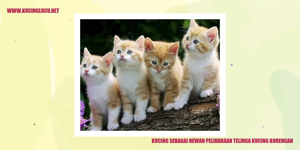 Kucing sedang bermain