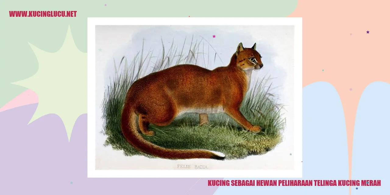 Gambar kucing merah