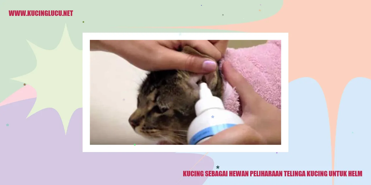 Kucing dengan helm