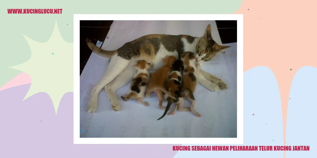 kucing