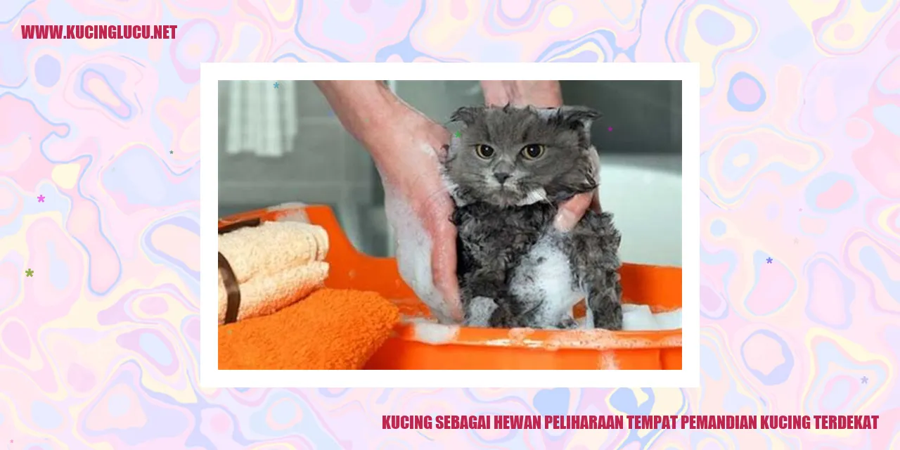 Kucing yang sedang mandi