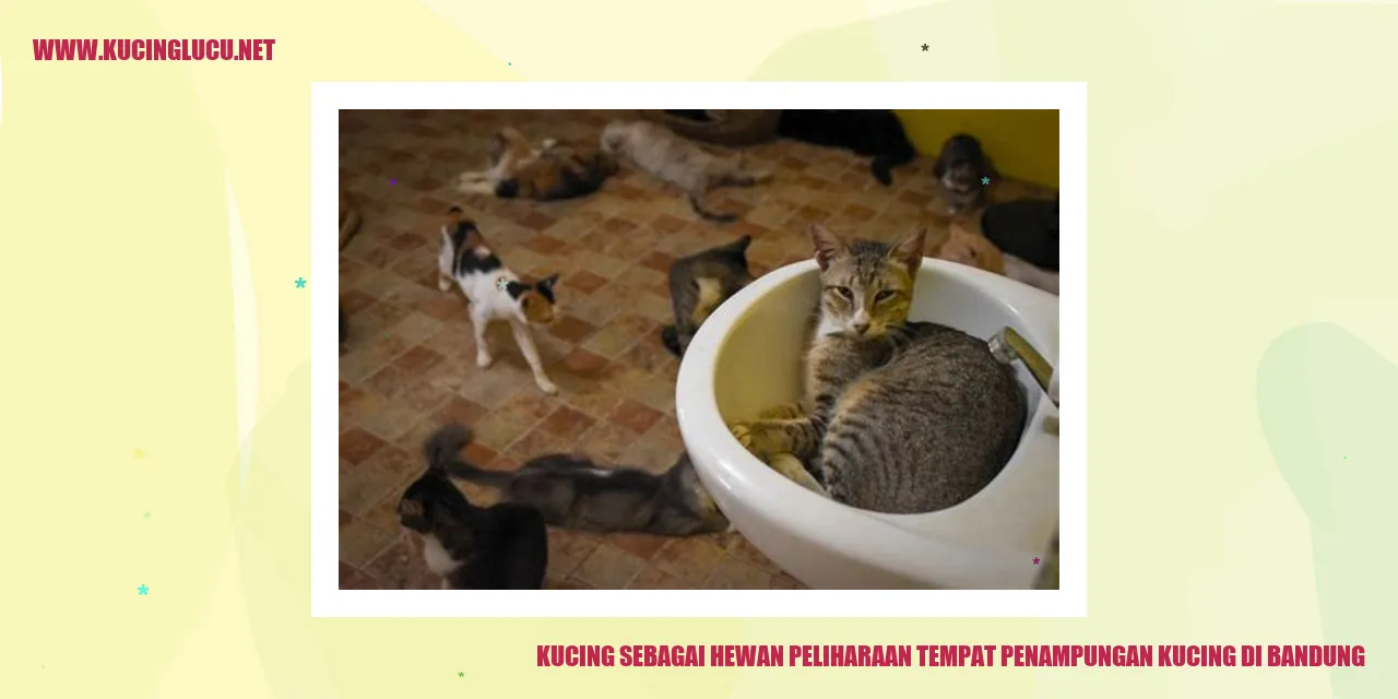 Kucing sebagai Hewan Peliharaan tempat penampungan kucing di Bandung