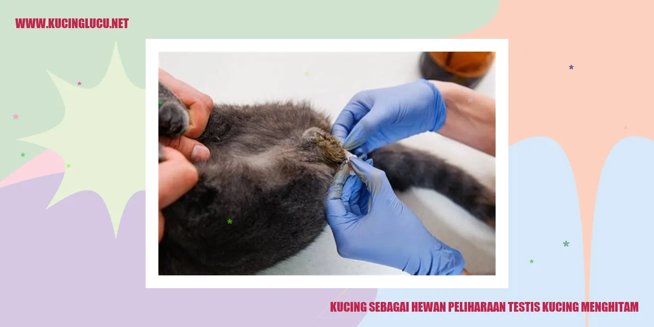 Gambar kucing menggemaskan