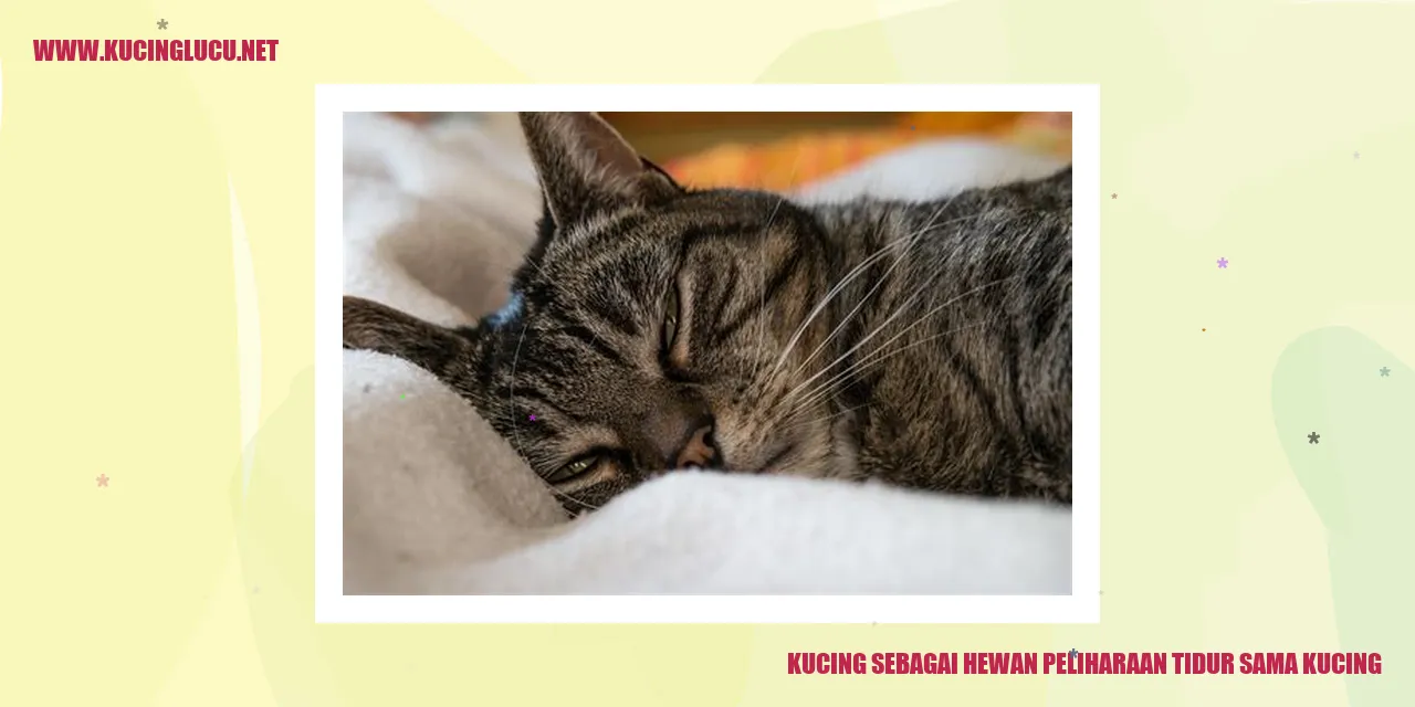 Kucing Tidur Bersama
