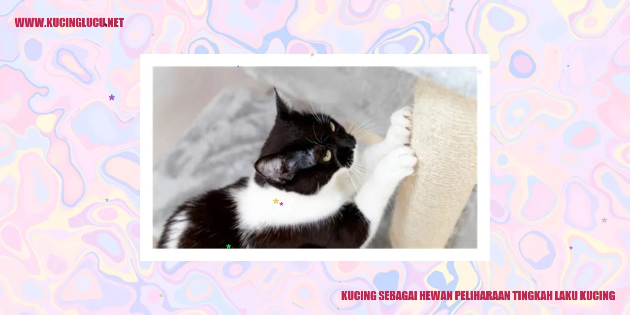 kucing yang lucu