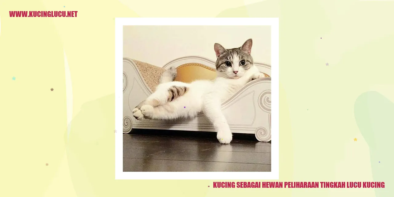 Kejenakaan Kucing