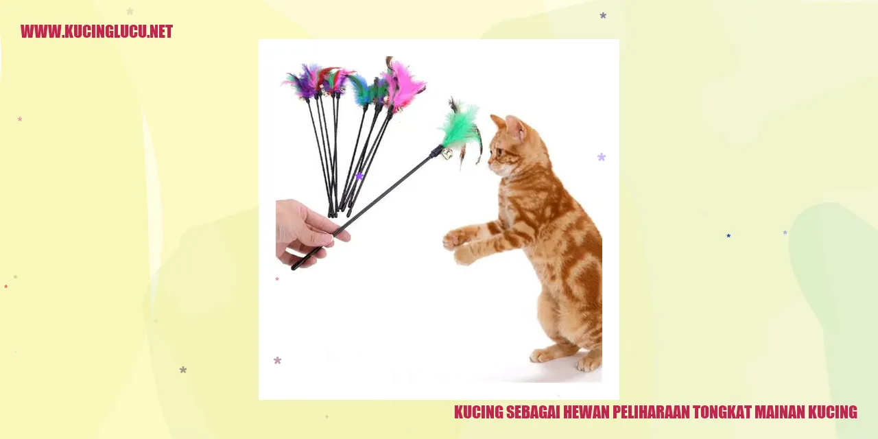 Foto Kucing dengan Tongkat Mainan