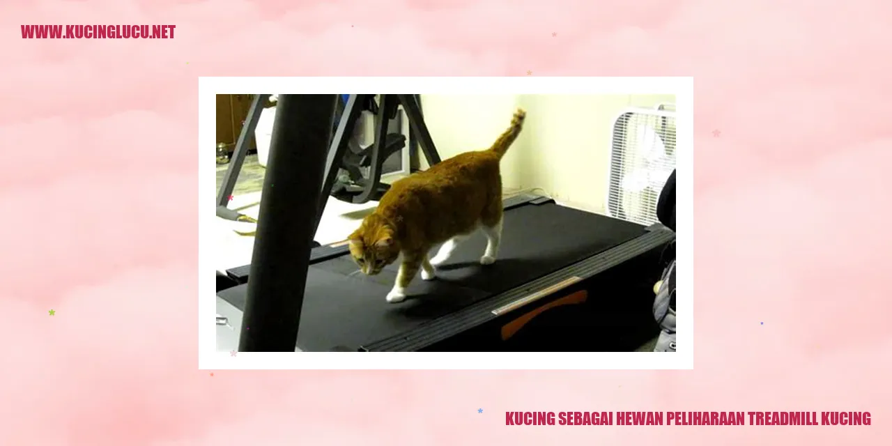 Gambar Kucing Menggunakan Treadmill