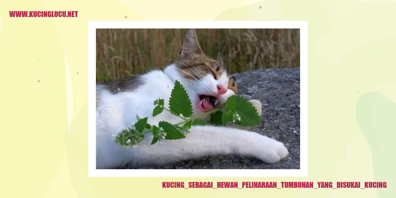 Kucing sebagai Hewan Peliharaan tumbuhan yang disukai kucing