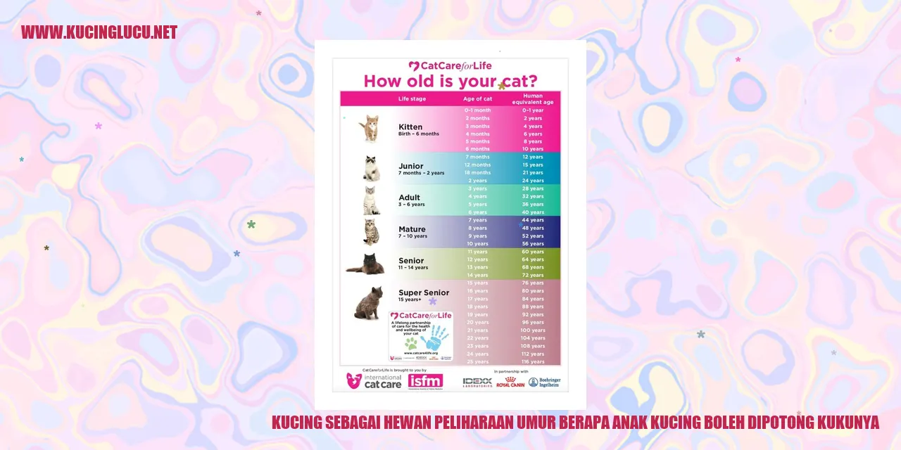 Kucing yang sedang mendapatkan perawatan