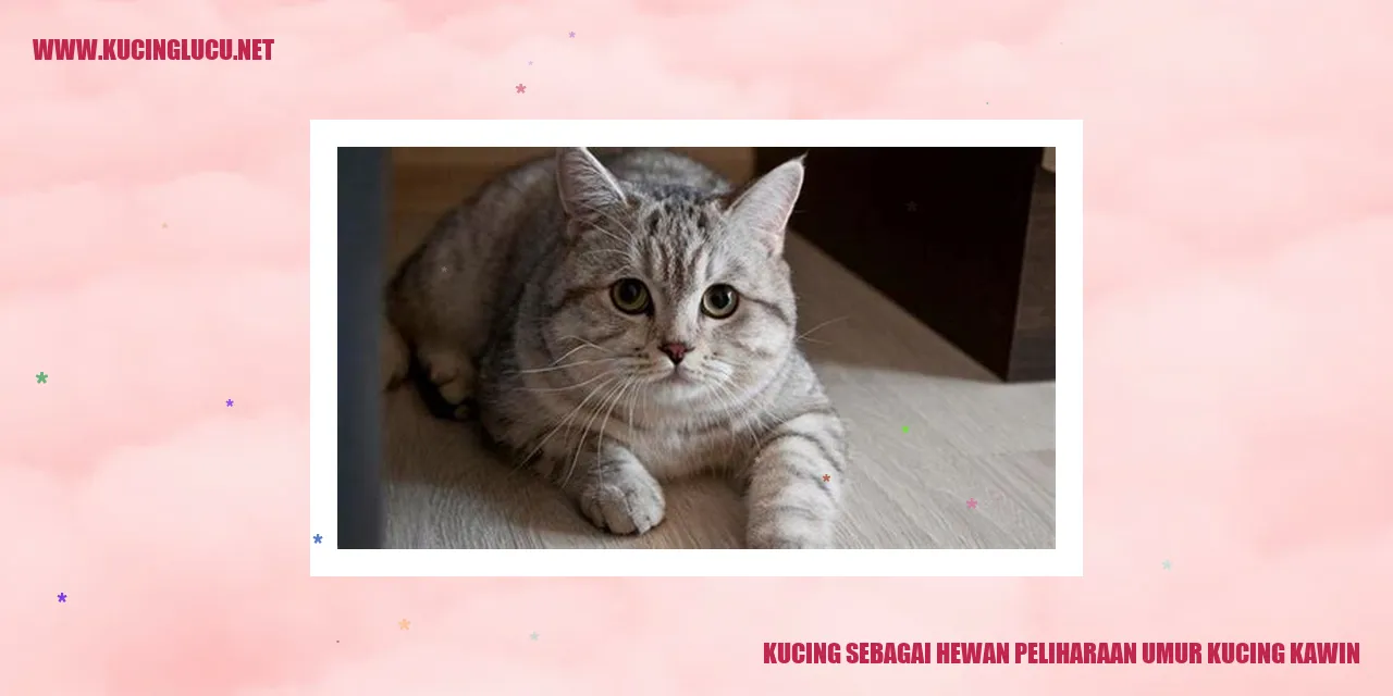 Gambar Kucing