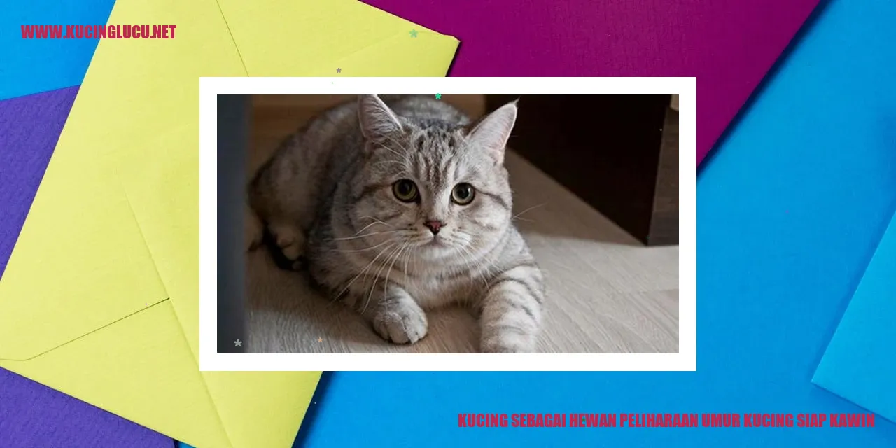 Kucing yang siap kawin