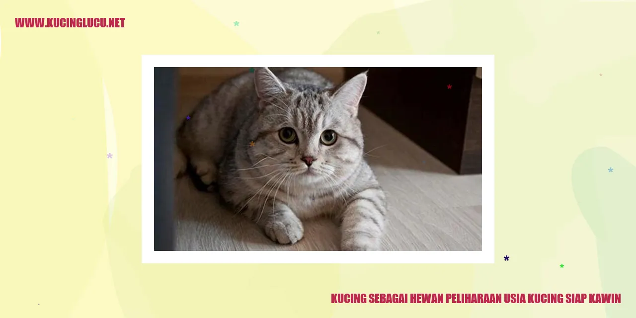 Kucing sebagai Hewan Peliharaan usia kucing siap kawin