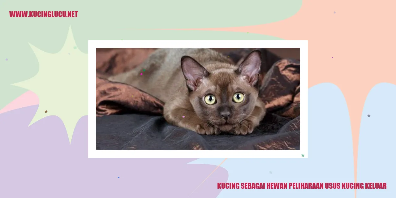 Kucing Imut