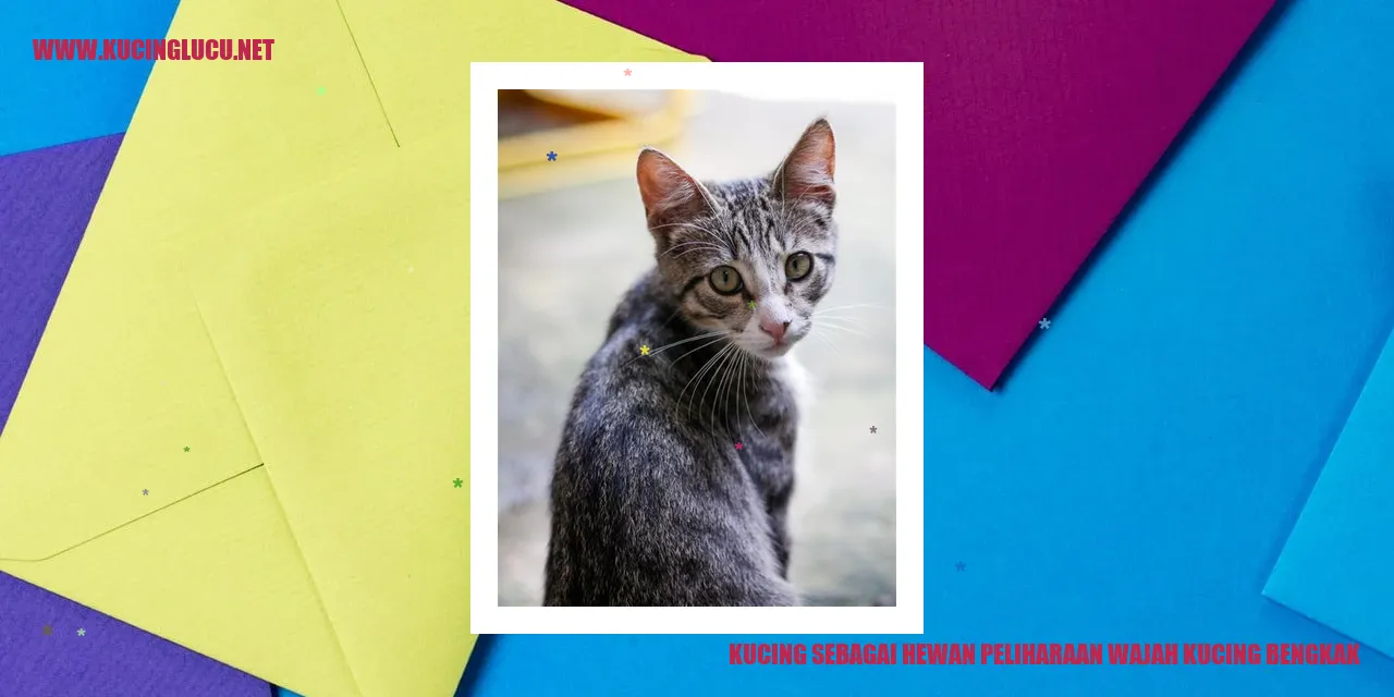 Gambar kucing dengan wajah bengkak