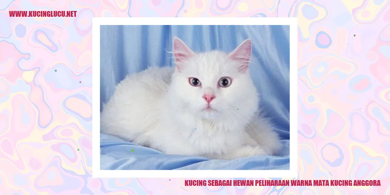 Gambar kucing anggora dengan warna mata indah