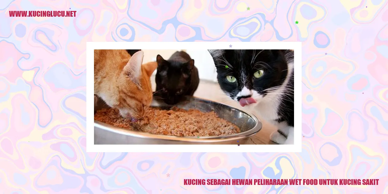 Makanan Basah untuk Kucing Sakit