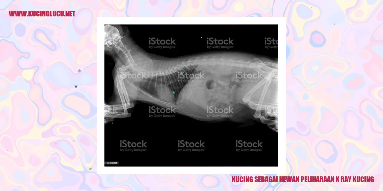 gambar kucing