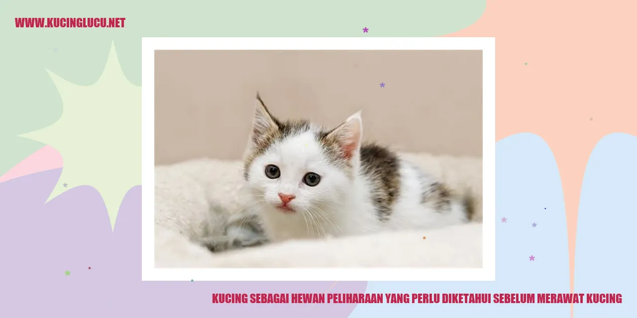 Kucing sebagai Hewan Peliharaan Yang perlu diketahui sebelum merawat kucing