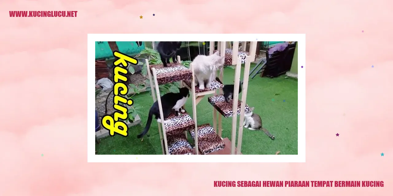 Kucing sebagai Hewan Peliharaan tempat bermain kucing