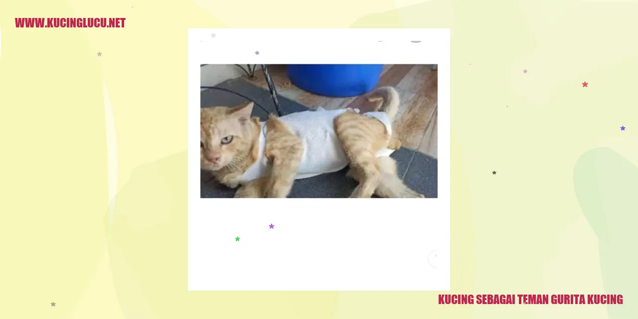 Kucing Sebagai Teman Gurita Kucing