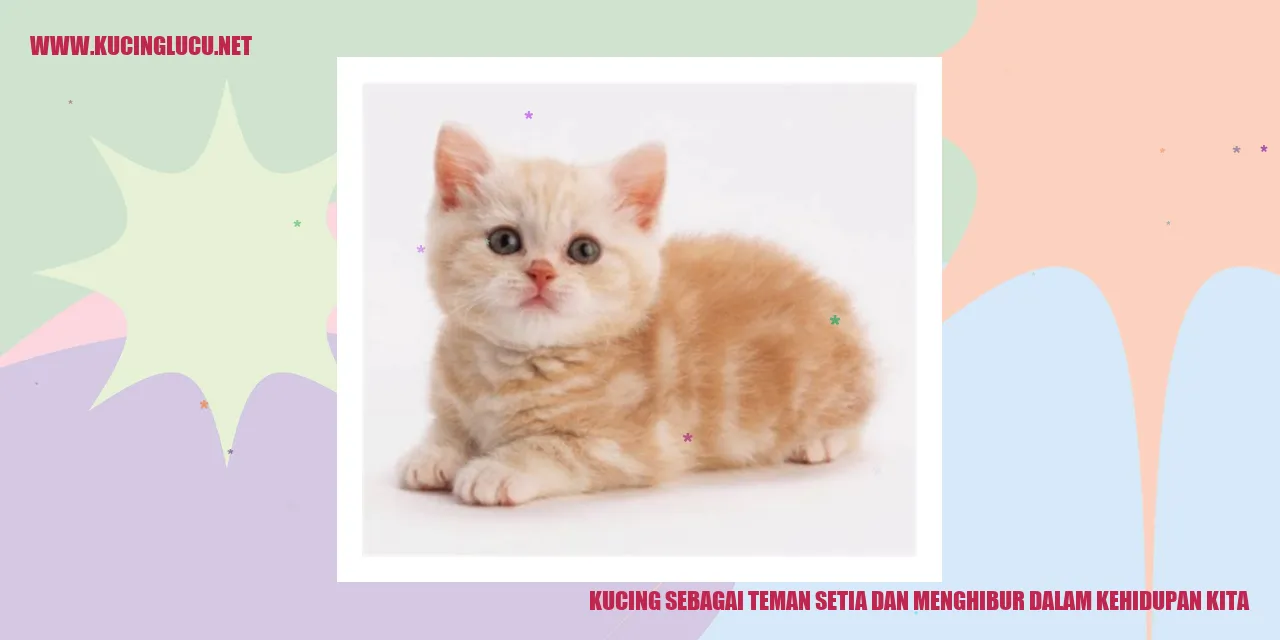 Kucing sebagai Teman Setia dan Menghibur dalam Kehidupan Kita