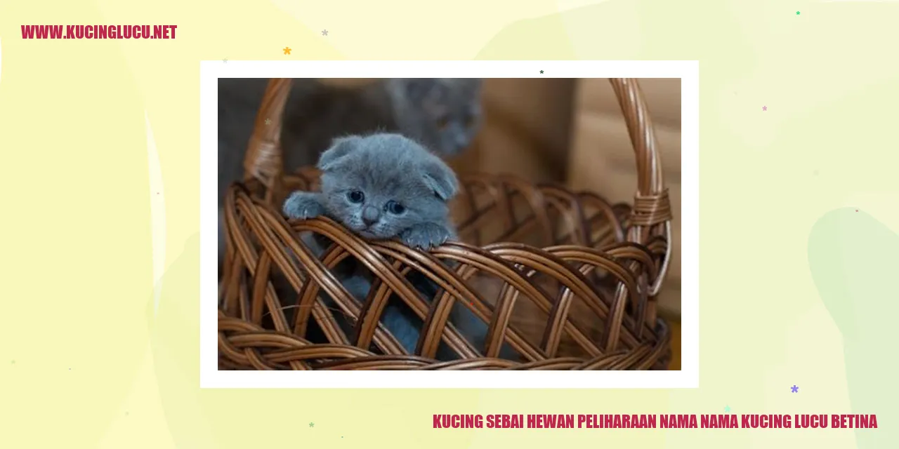 kucing lucu