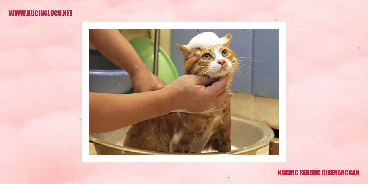 Kucing dirayu dan ditenangkan