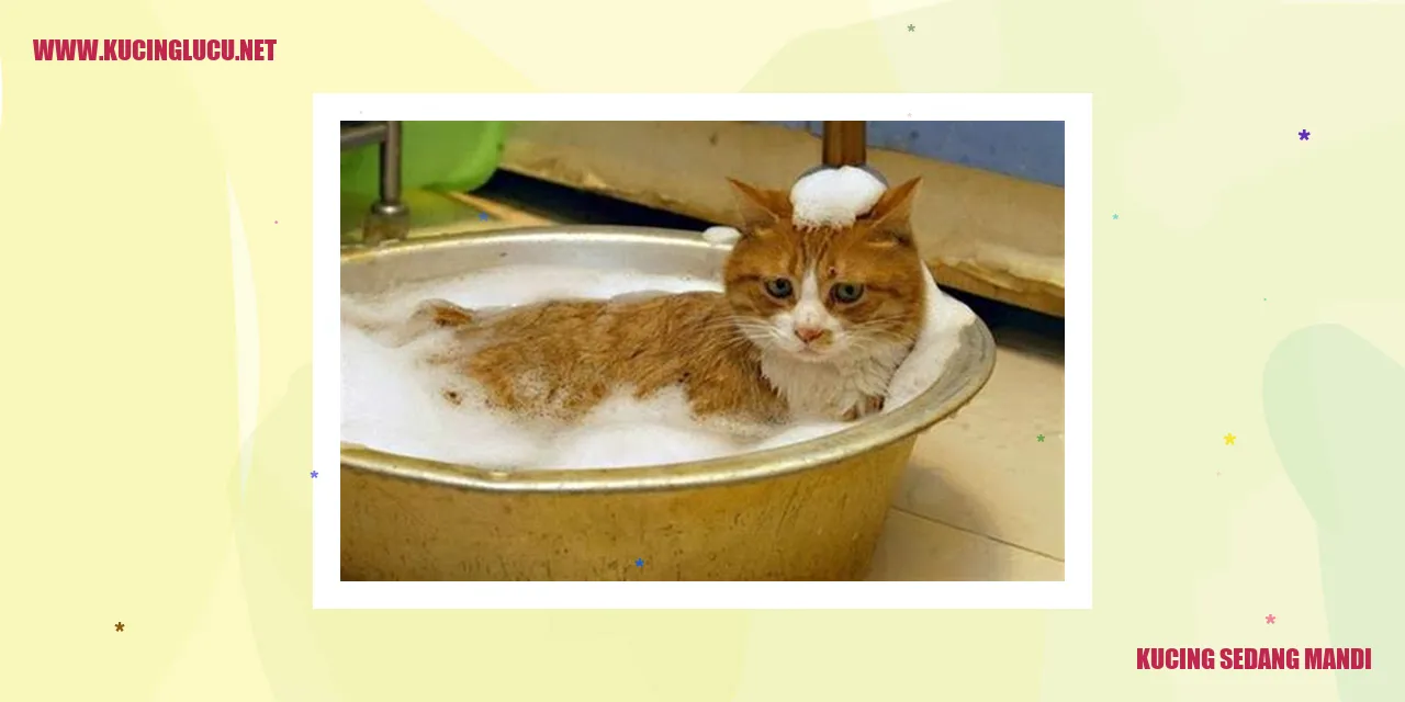 Kucing sedang mandi