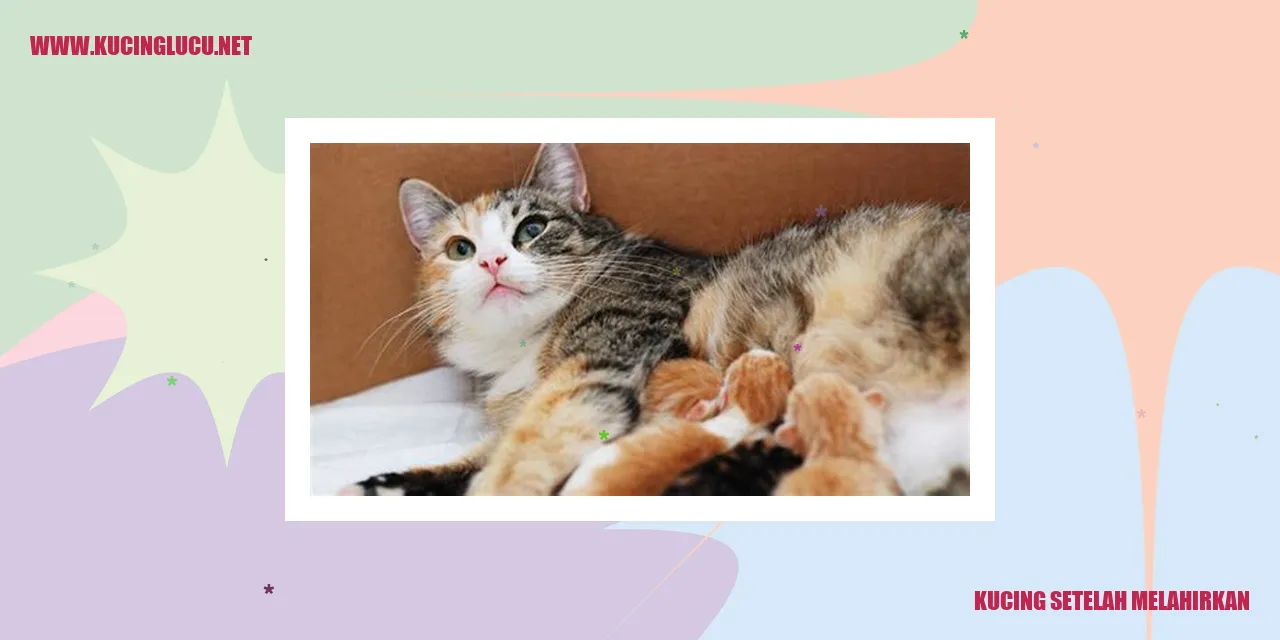 Kucing setelah melahirkan