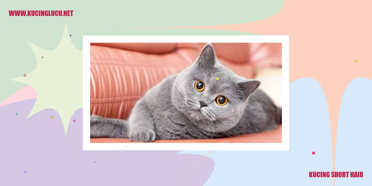 Kucing Short Hair