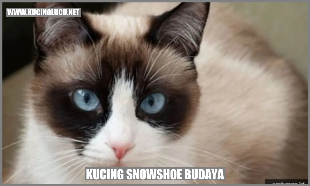 Foto Kucing Snowshoe