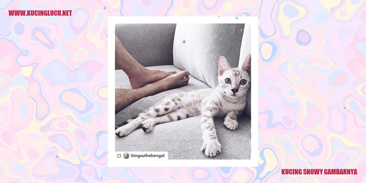 Gambar kucing snowy